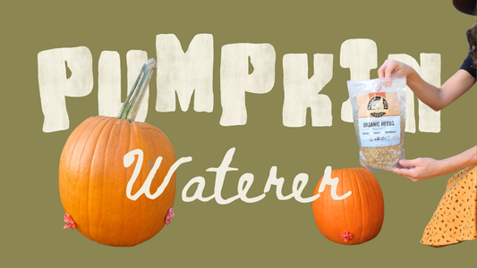 How to Make a Pumpkin Waterer For Chickens