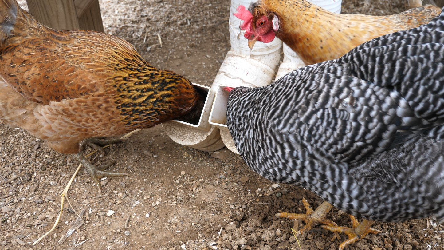 PVC Chicken Feeder Plans